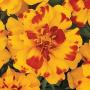 Seminte profesionale Tagetes patula - Craite pitice - imagine 48881